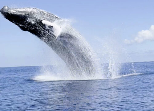 whales_st_martin