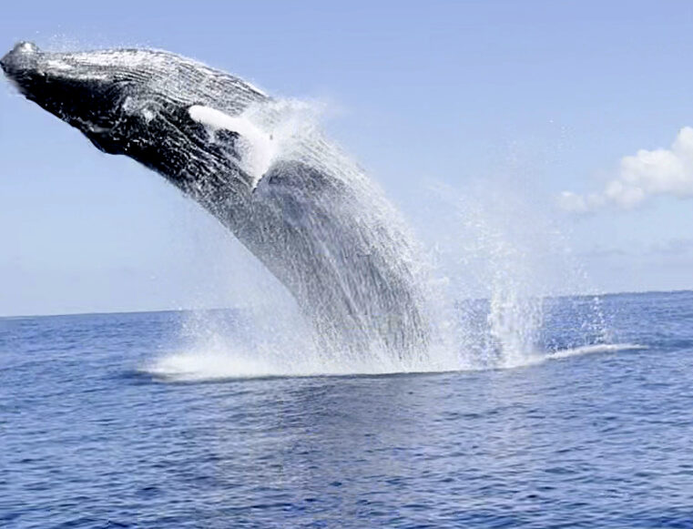 whales_st_martin