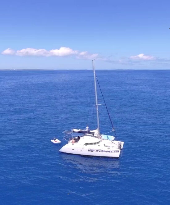 Whales watching catamaran trip