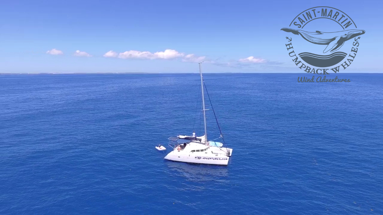 Whales watching catamaran trip