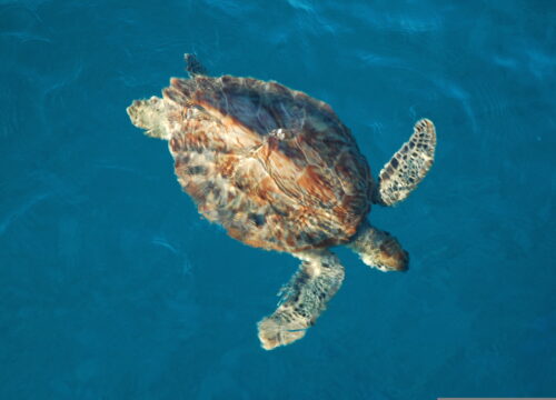 Sea turtles on the anguilla bank