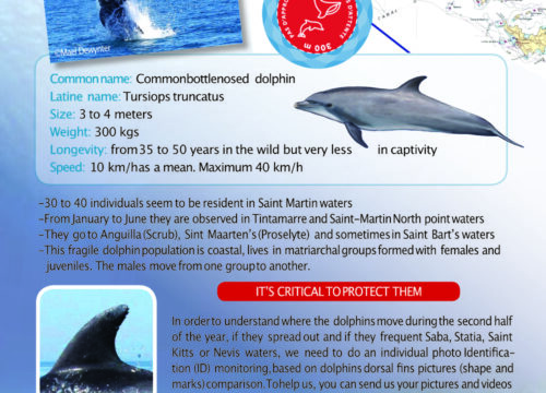 Help us protect dolphins!