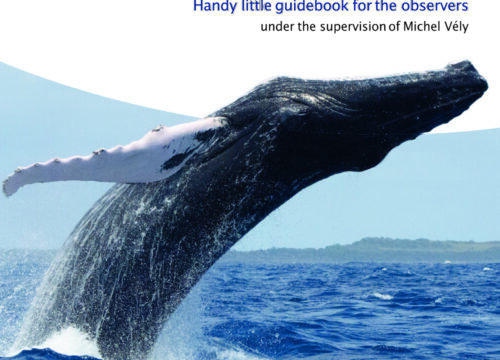 Discover the humpback whales of the anguilla bank.