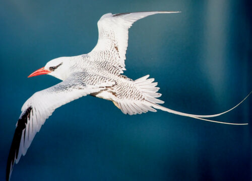 Birds on the anguilla bank